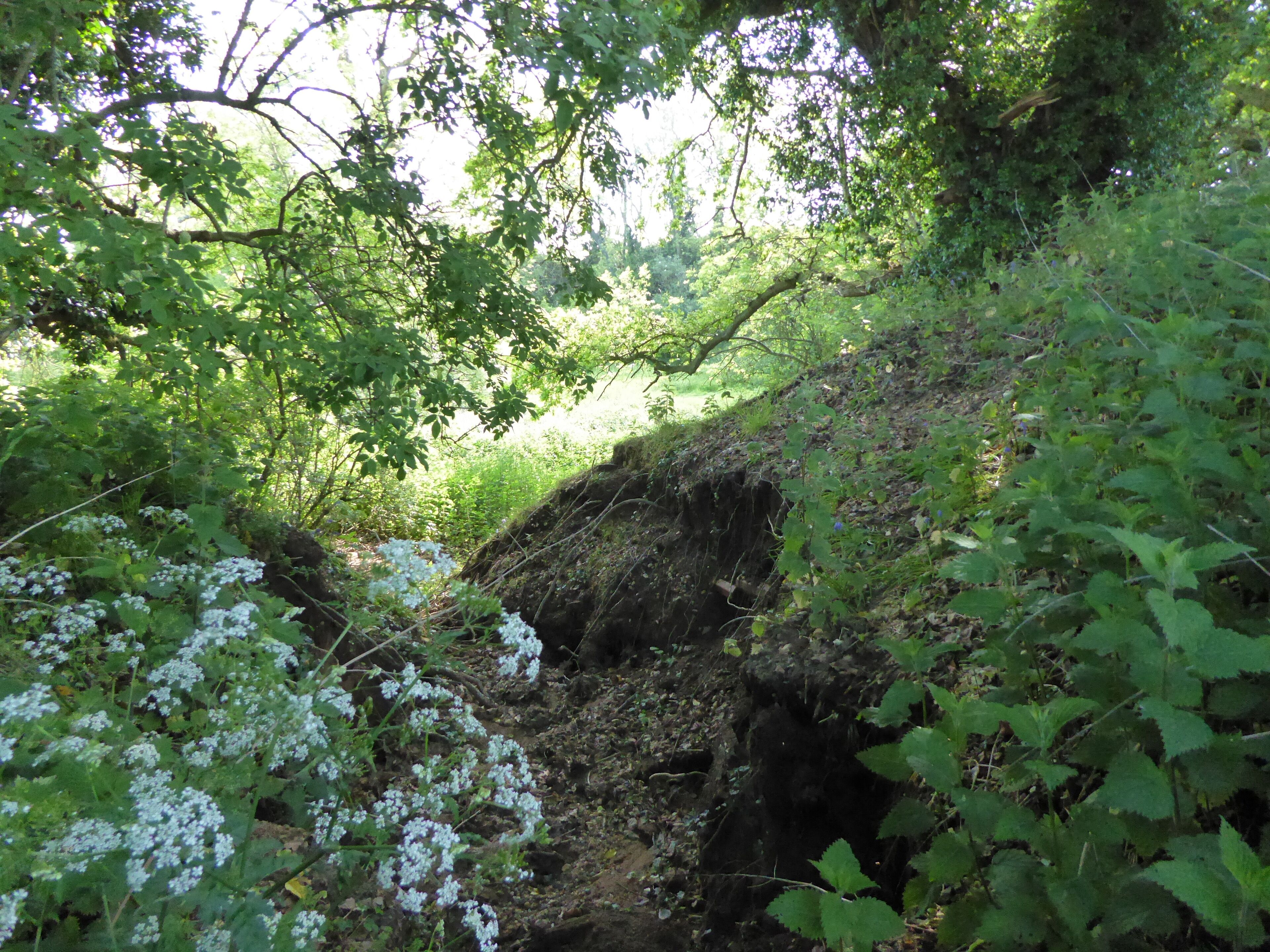 A lush green forest with a rocky stream and white flowers.