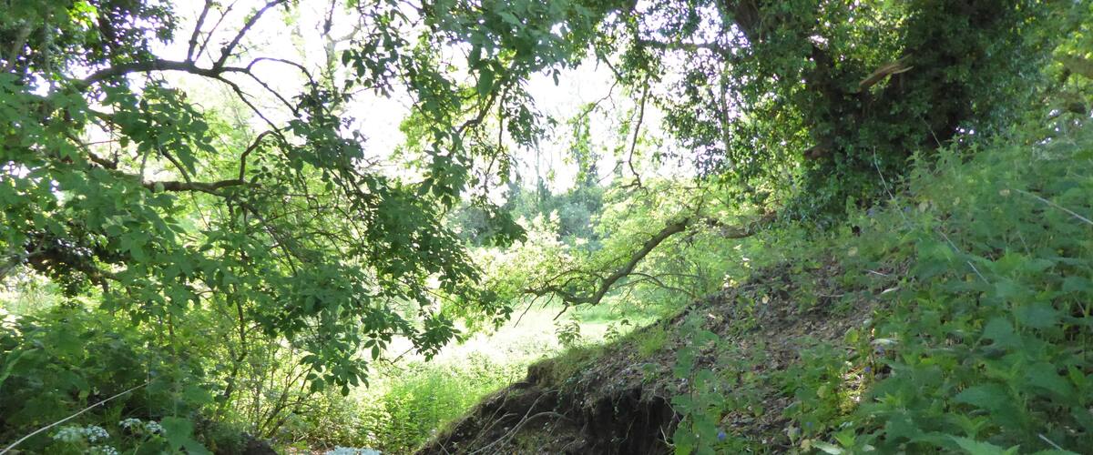 A lush green forest with a rocky stream and white flowers.