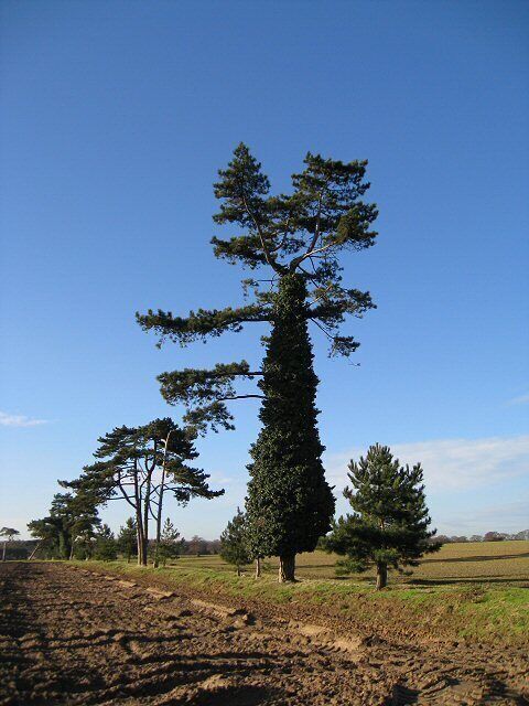Un campo con un pino alto y un árbol más pequeño al frente.