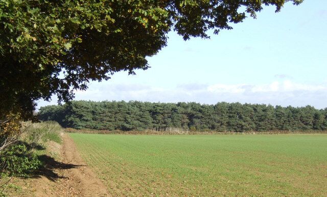 Cereal field and pine shelterbelt A very typical East Anglian landscape; the woodland is attractively named Sparrowhill Covert.