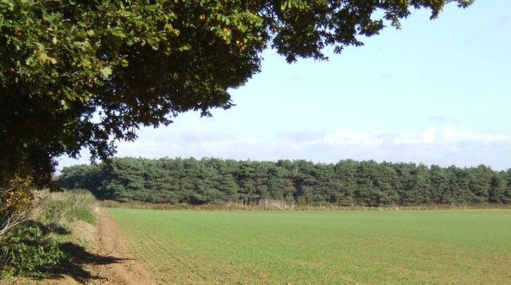 Cereal field and pine shelterbelt A very typical East Anglian landscape; the woodland is attractively named Sparrowhill Covert.