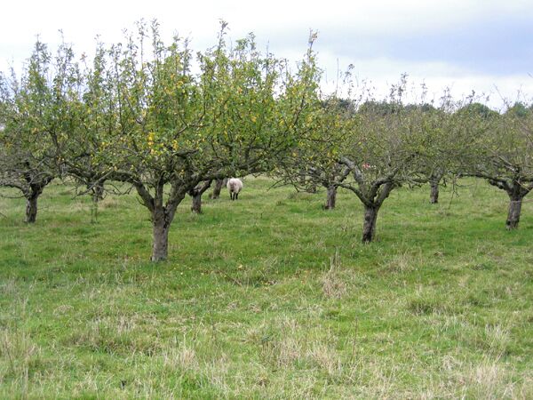 Sheep in the orchard, Clophill, Beds. View W from Great Lane climbing up from the village.