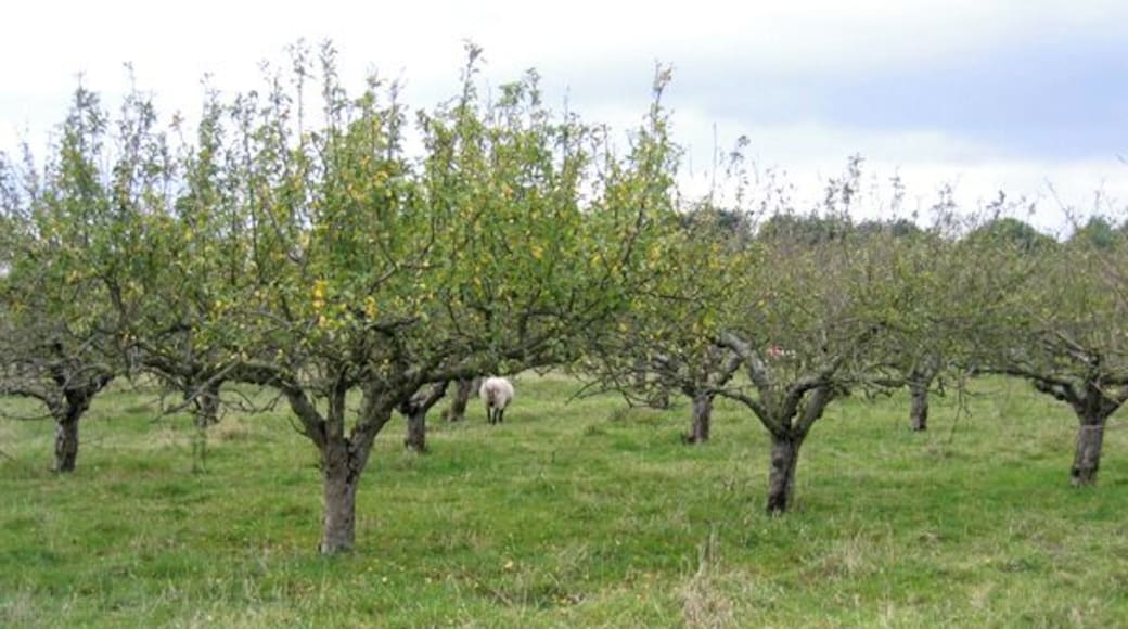 Sheep in the orchard, Clophill, Beds. View W from Great Lane climbing up from the village.
