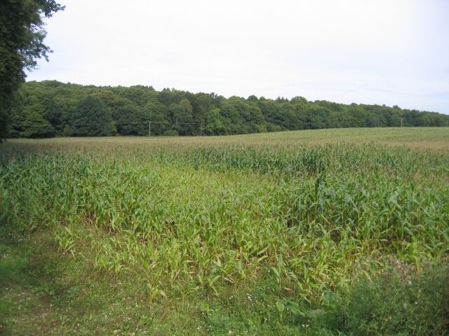 Warren Lane, Clophill, Beds. View of a maize field from Warren Lane north towards Warren Wood (partly in TL0837); the undulating land has sandy soils, as indicated by the name Warren.