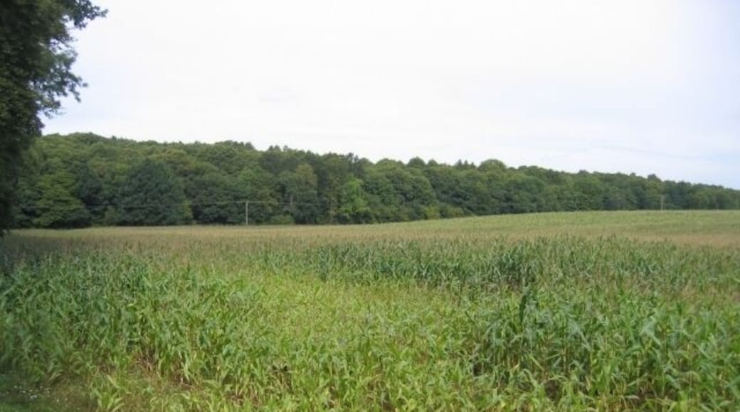 Warren Lane, Clophill, Beds. View of a maize field from Warren Lane north towards Warren Wood (partly in TL0837); the undulating land has sandy soils, as indicated by the name Warren.