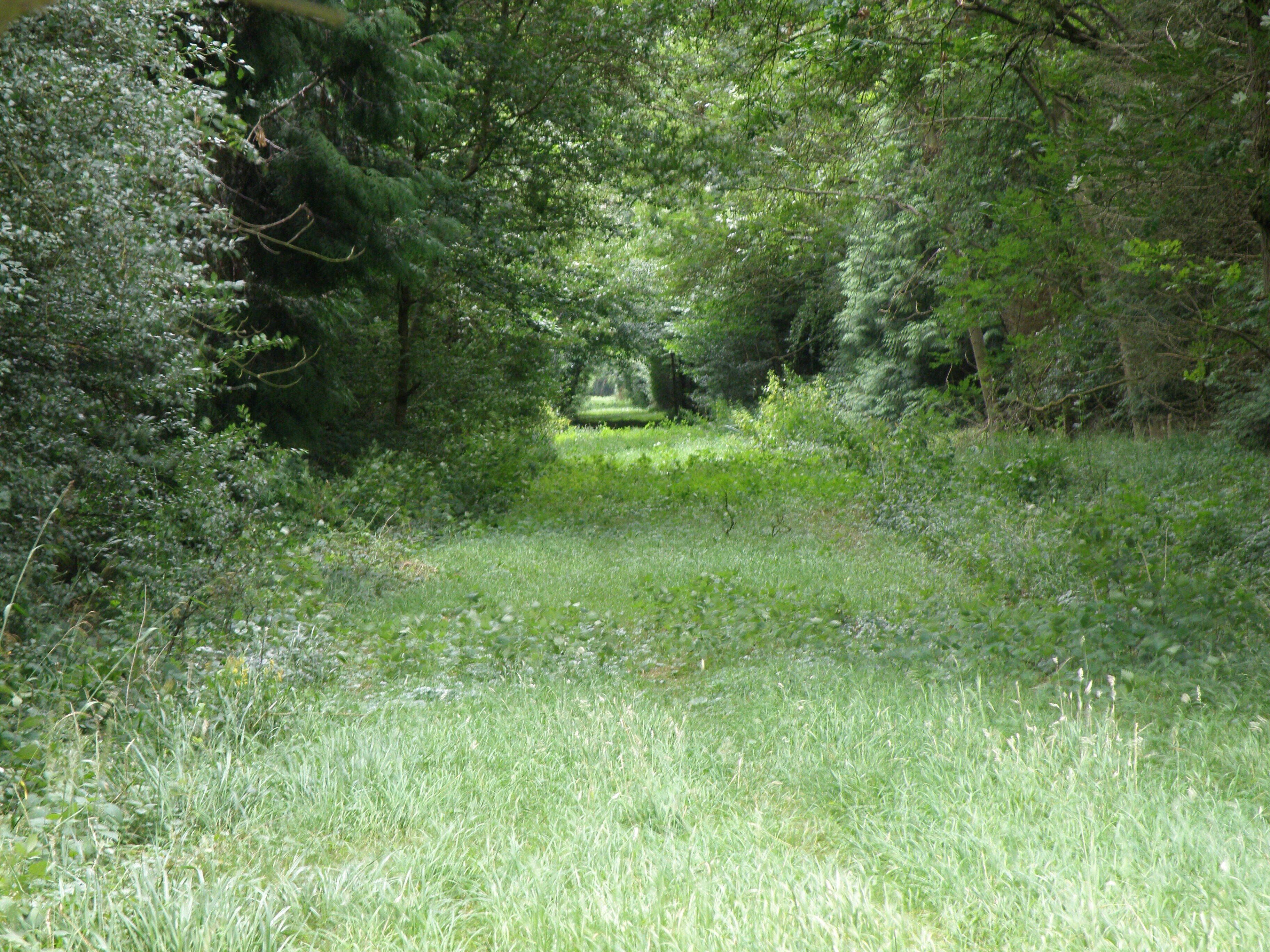 A forested area with dense trees and a grassy path.