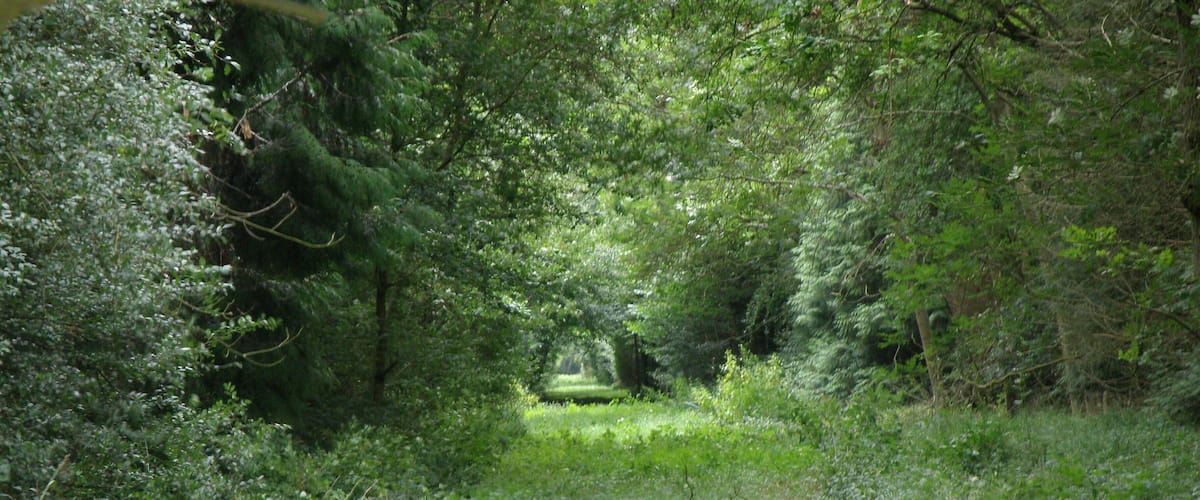 A forested area with dense trees and a grassy path.
