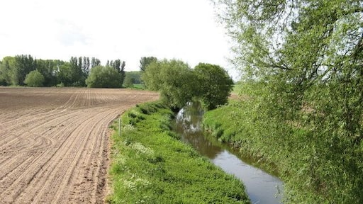 River Tern. The river tern at Crudgington.