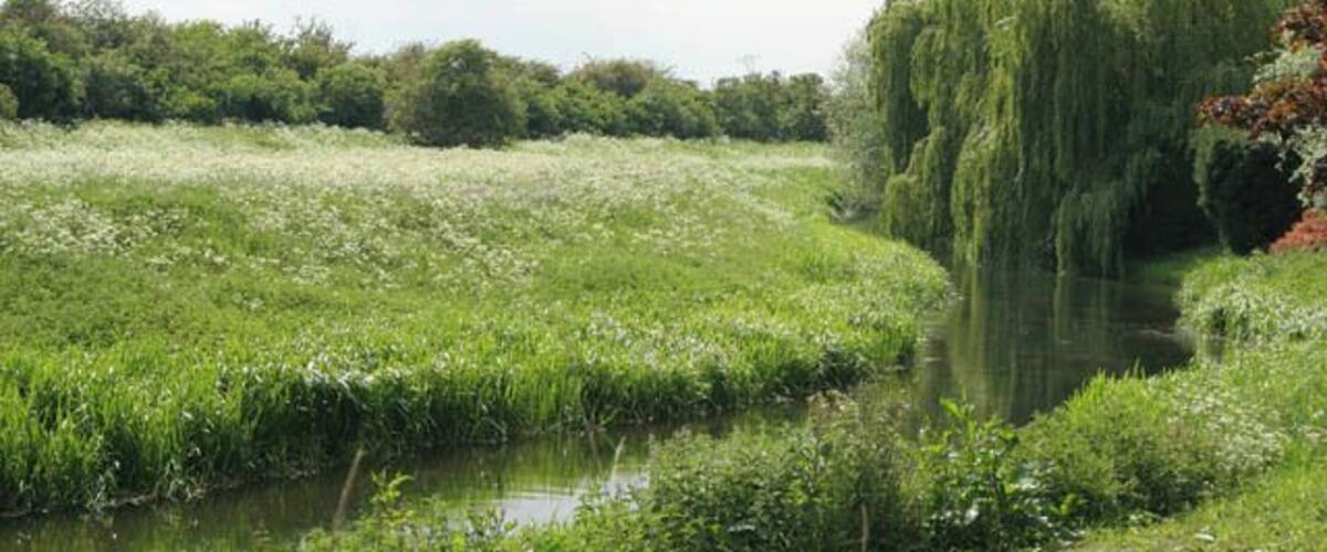 A riverbank with lush greenery, a willow tree, and a dense forest in the background.