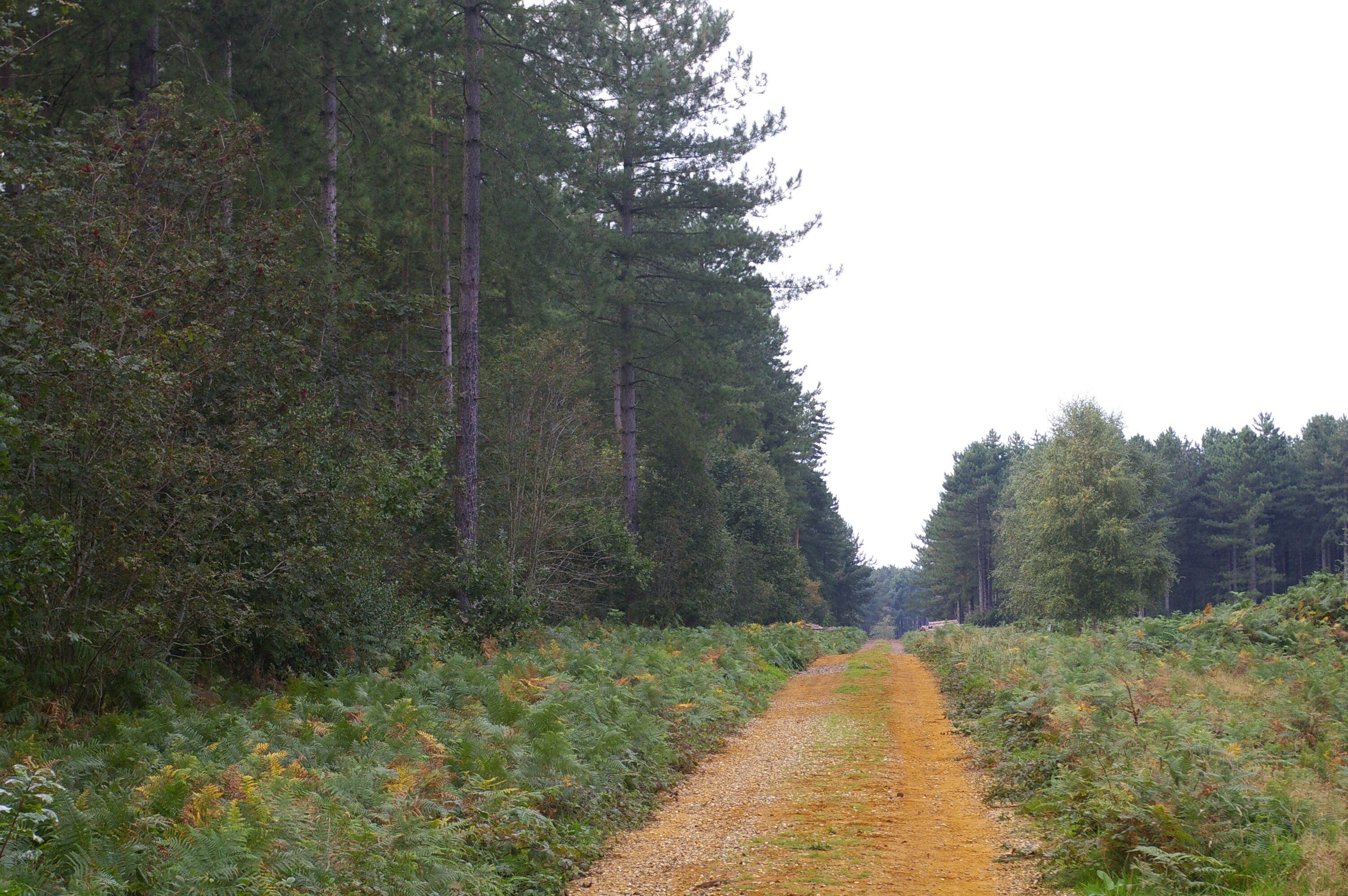 Forest track, West Bilney Wood
