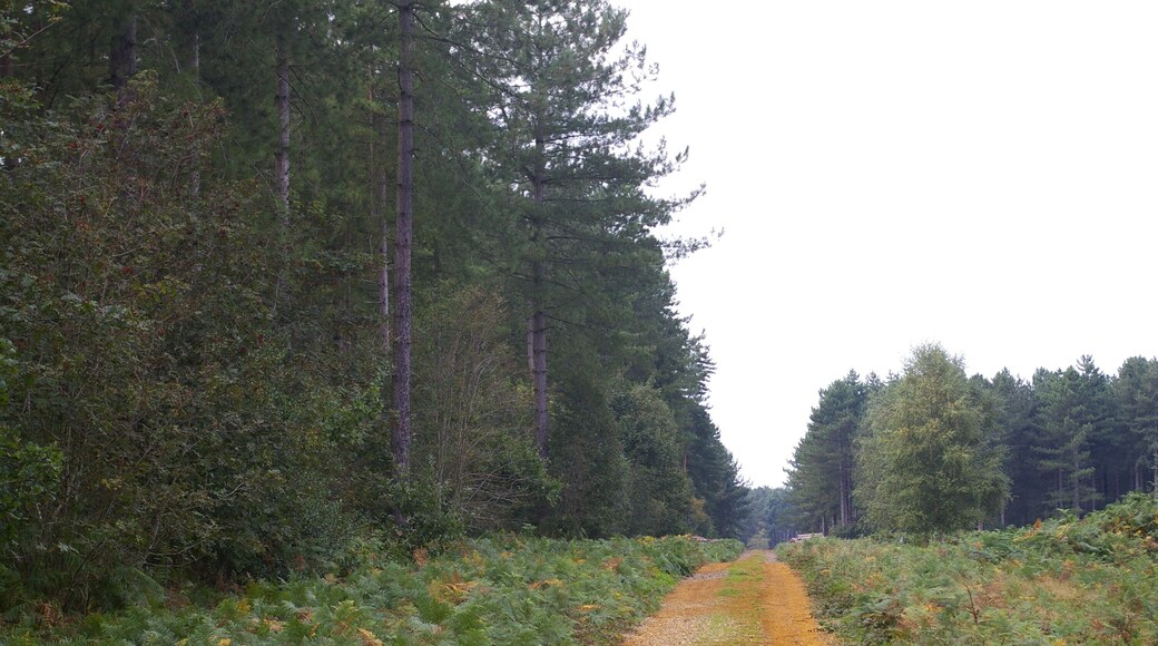 Forest track, West Bilney Wood