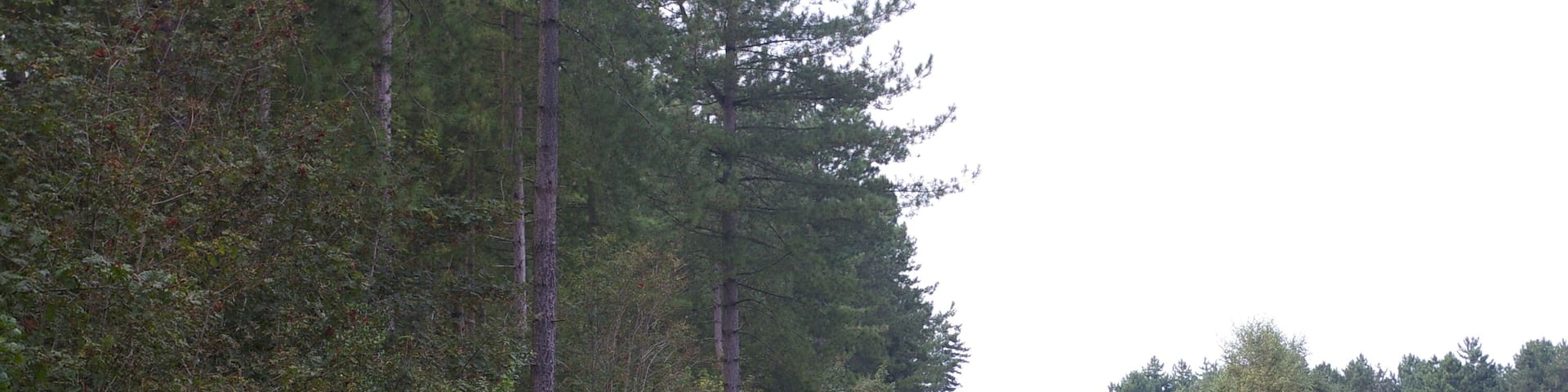 Forest track, West Bilney Wood