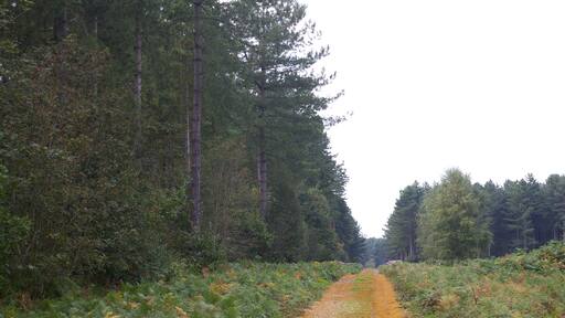 Forest track, West Bilney Wood