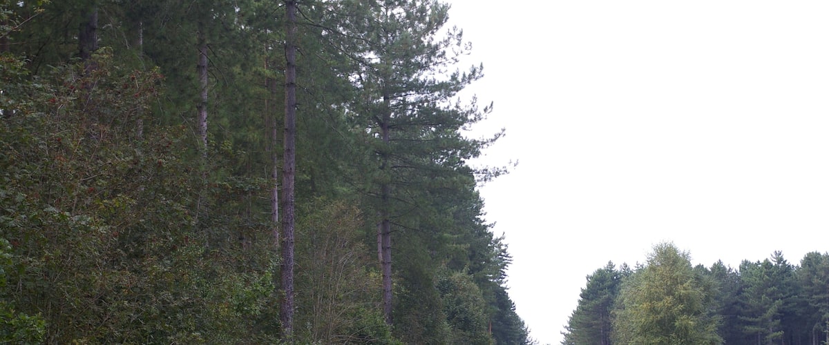 A gravel path through a dense forest with tall trees and underbrush.