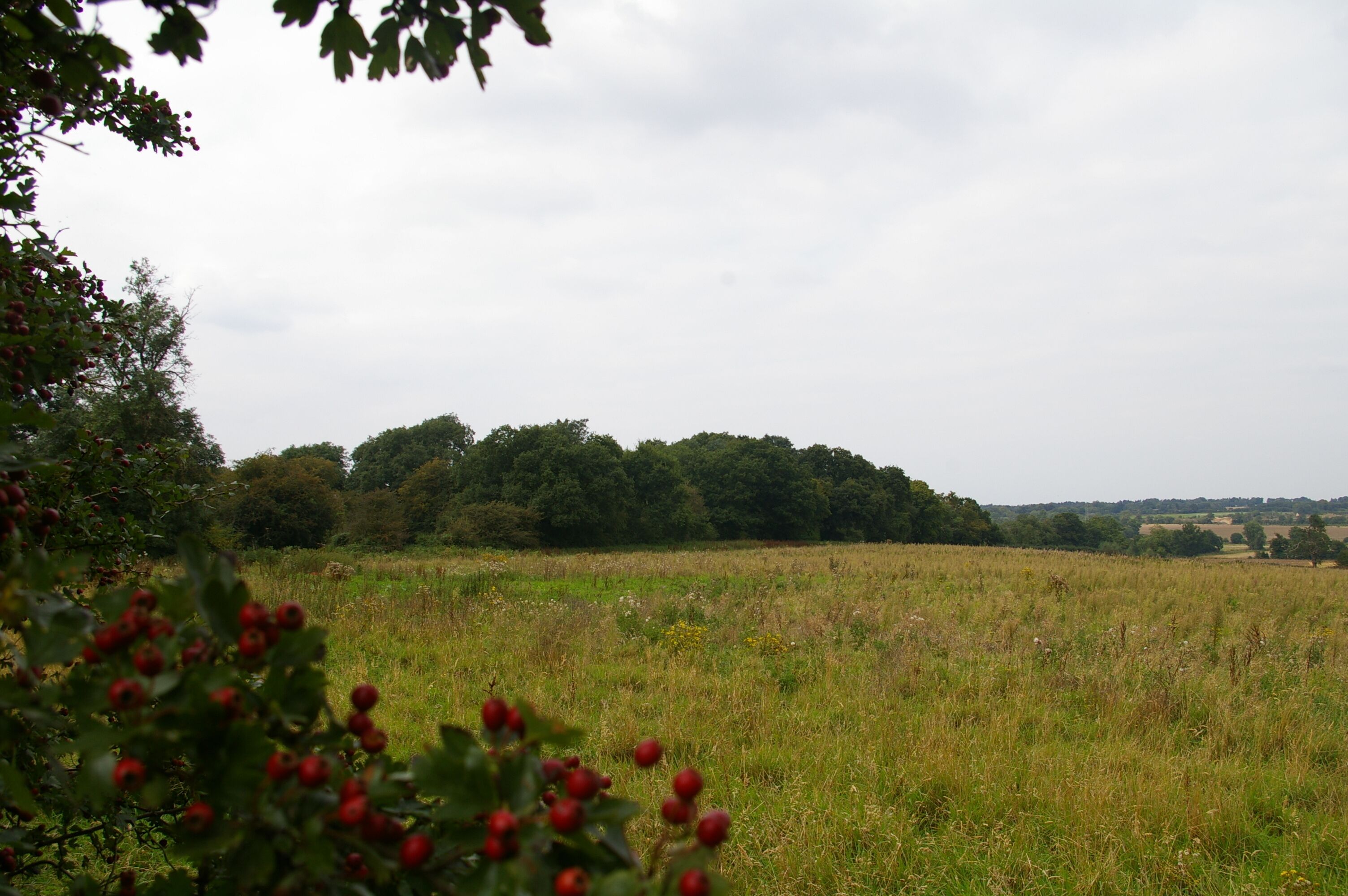 Fox Covert This is the view from the bridleway back towards the patch of woodland through a hole in the hedge.