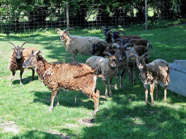 Soay sheep at Auster Lodge The Soay are believed to be the only living example of the small, primitive sheep which inhabited the British Isles before the coming of the Norsemen and the Romans. These sheep were numerous before the time of the Roman occupation. Their name is derived from the island of Soay off the coast of Scotland. This small flock were at the entrance to Auster Lodge. See http://www.soaysheep.org