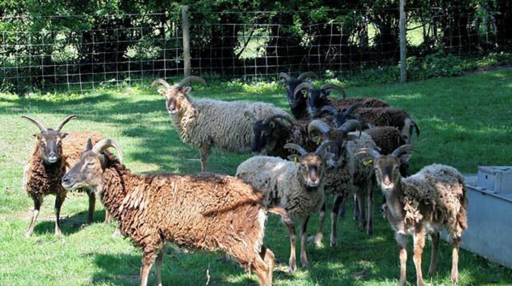 Soay sheep at Auster Lodge The Soay are believed to be the only living example of the small, primitive sheep which inhabited the British Isles before the coming of the Norsemen and the Romans. These sheep were numerous before the time of the Roman occupation. Their name is derived from the island of Soay off the coast of Scotland. This small flock were at the entrance to Auster Lodge. See http://www.soaysheep.org