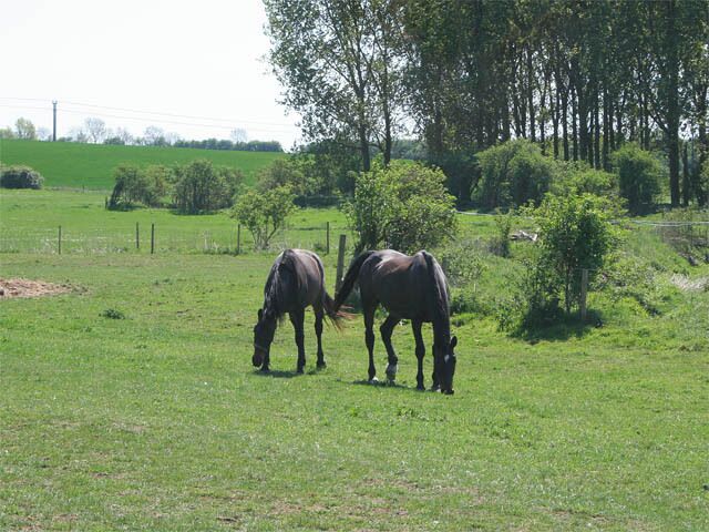 Horses at Auster Lodge