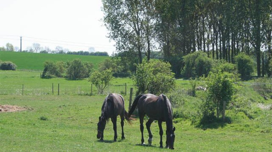 Horses at Auster Lodge