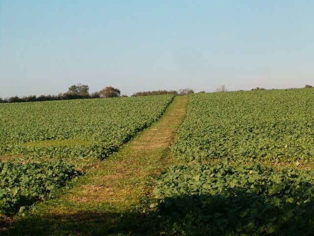 Farmland Path The path through the crops.