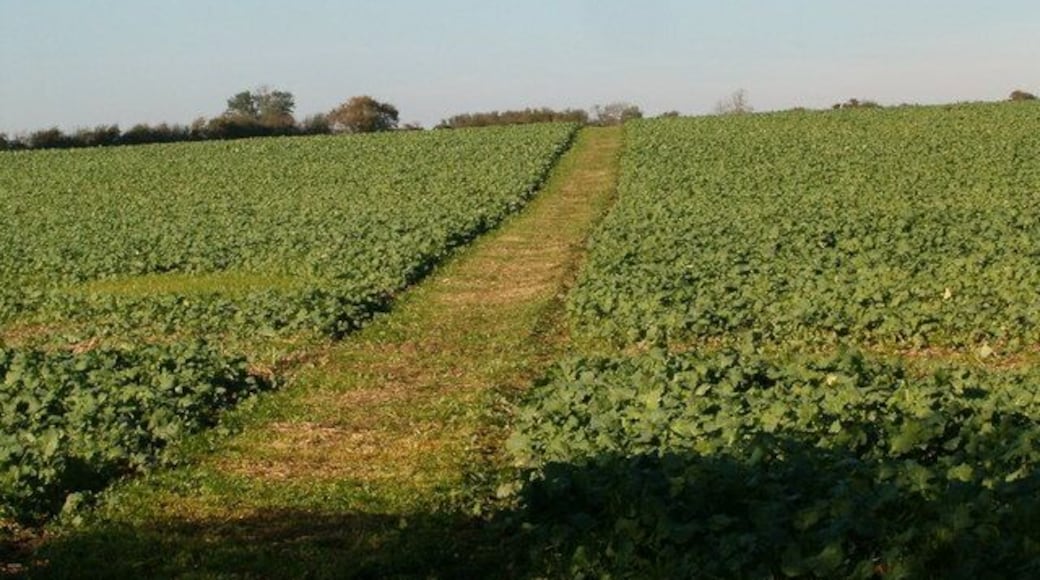 Farmland Path The path through the crops.