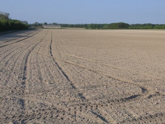 Farmland west of Exning, Suffolk. These pale, chalky topsoils  Munsell Colour 2.5Y8/1 dry, 2.5Y6/2 moist  belong to the shallow 'Wantage series' in the national soil classification, 3.42 Grey rendzinas; view NE from near the Burwell Road.