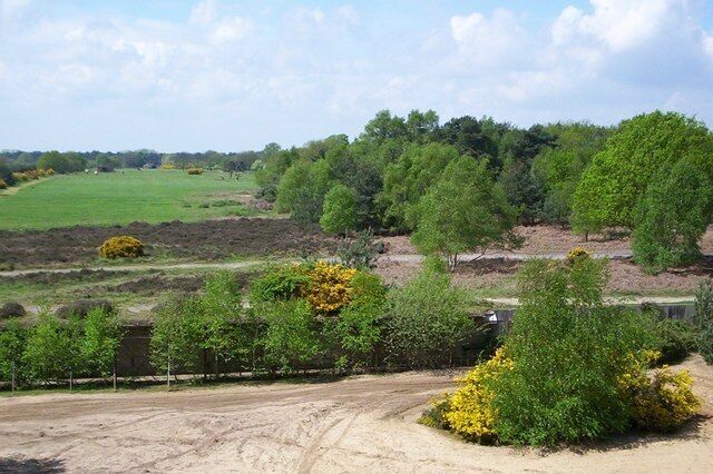 A rural landscape with a dirt road, green fields, and scattered trees.