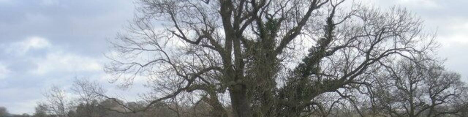 Track beside the flooded River Severn (Jan' 2008)