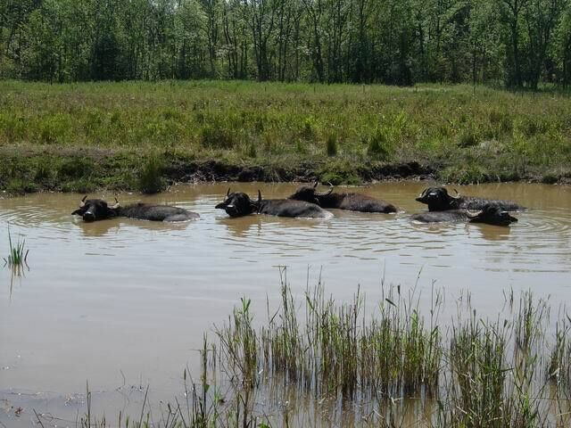 Water Buffalo Used to graze this area of Chippenham Fen as they cope with the damp conditions well. Cooling off during a warm day.