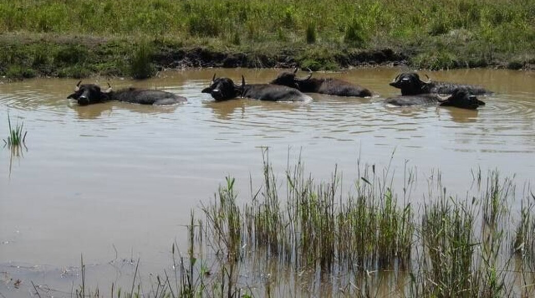 Water Buffalo Used to graze this area of Chippenham Fen as they cope with the damp conditions well. Cooling off during a warm day.