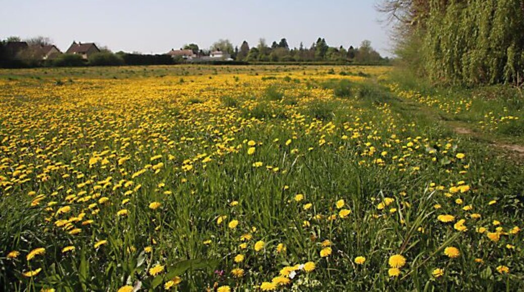 Field of dandelions, Fordham This field is situated at the southern end of the village of Fordham. Public footpaths follow the western and northern edges of the field, but local people often use other routes across the field as shortcuts.