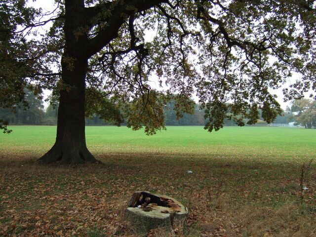 Looking out of the trees Between two schools in Gaywood near Kings Lynn