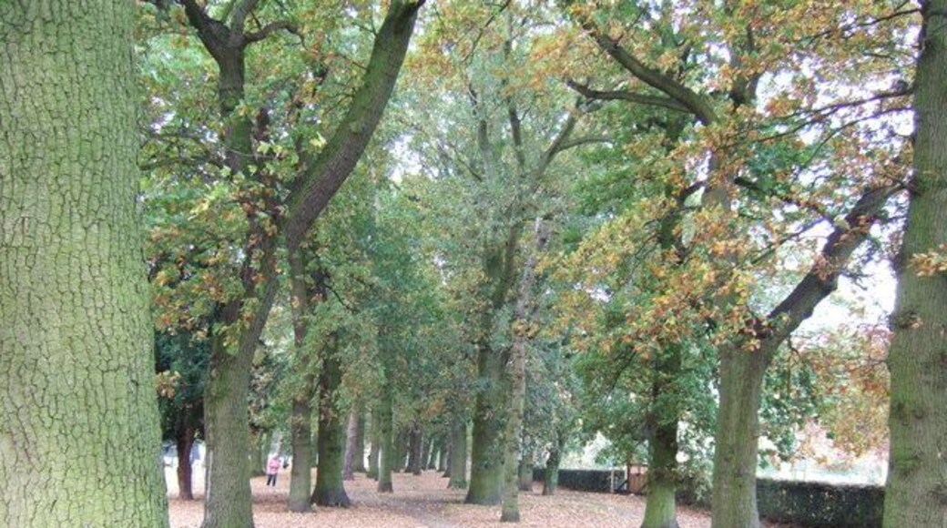 Autumn leaves in Gaywood, near Kings Lynn
