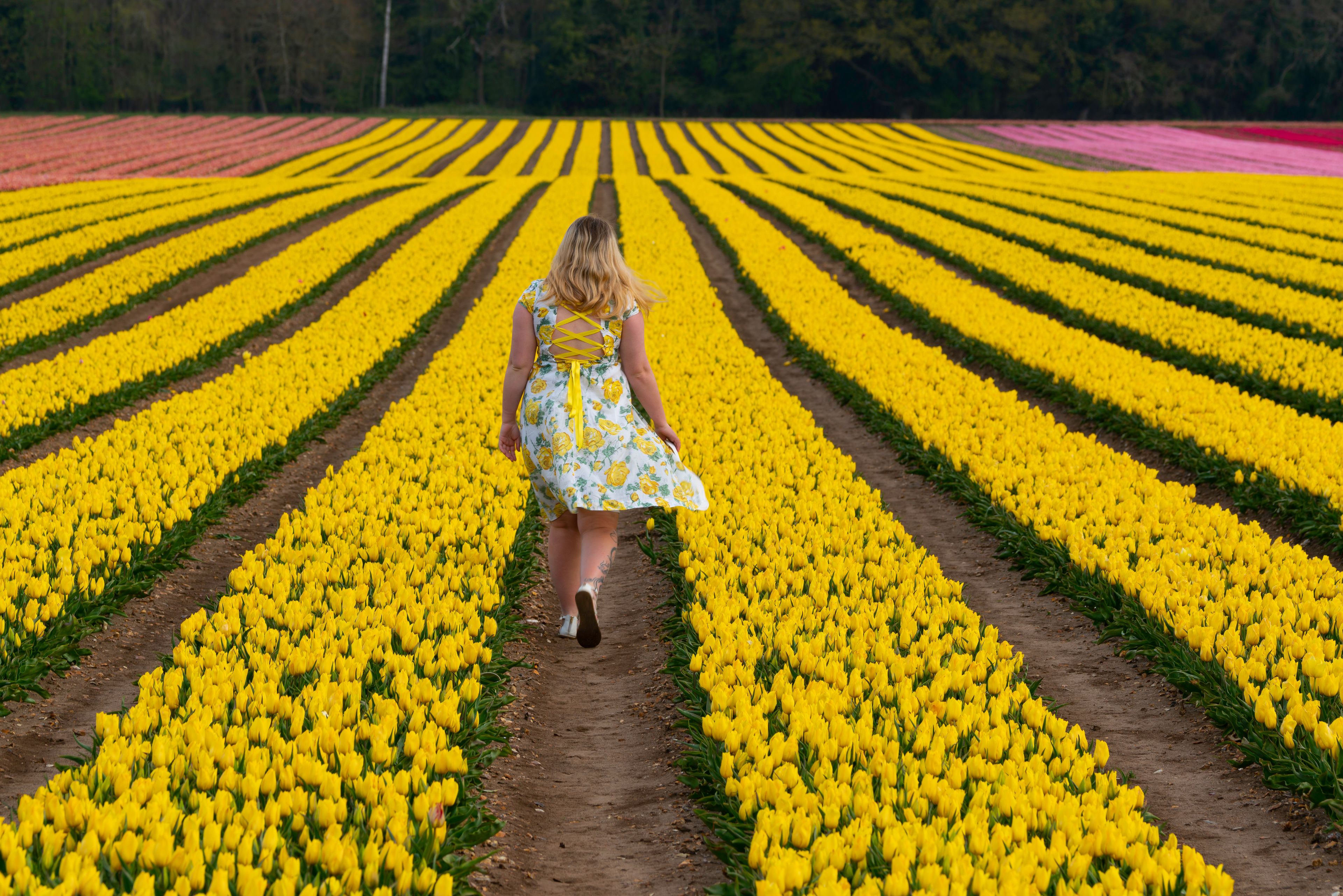 A woman walking through a field of yellow flowers with rows of pink flowers in the background.
