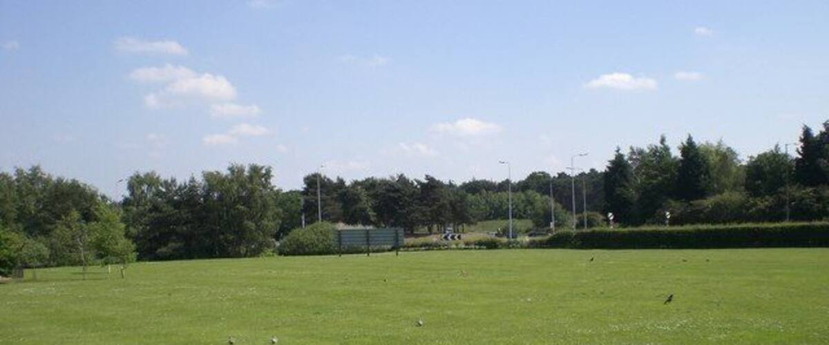 A grassy field with a few scattered white flowers, trees in the background, and a distant building.
