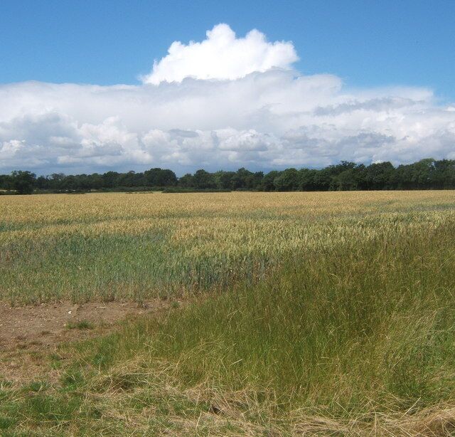 Wheat field north of Grange Farm