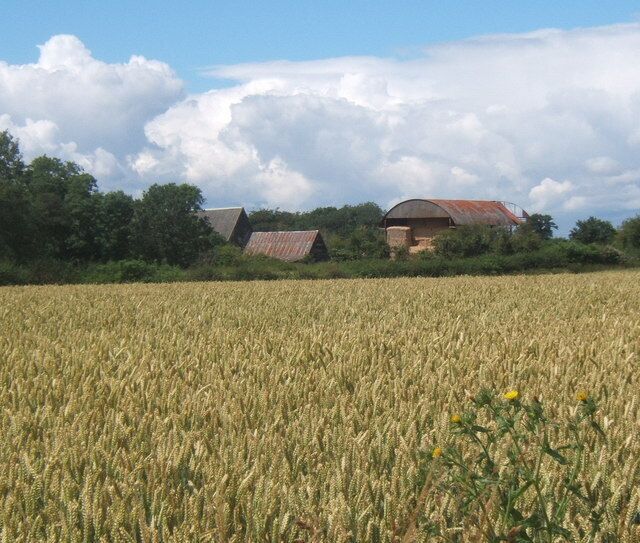 Wheat field and Grange Farm outbuildings