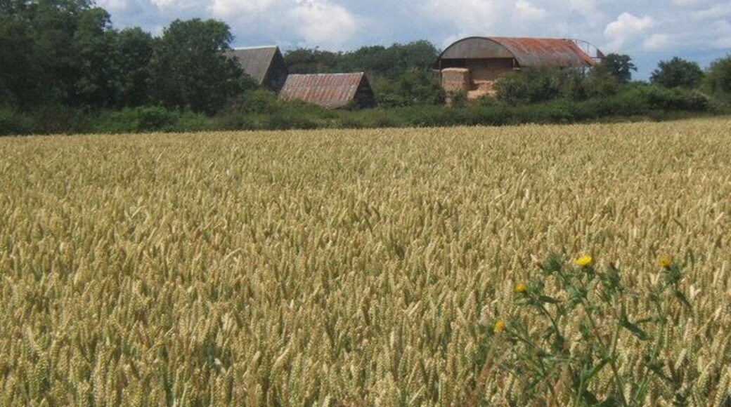 Wheat field and Grange Farm outbuildings