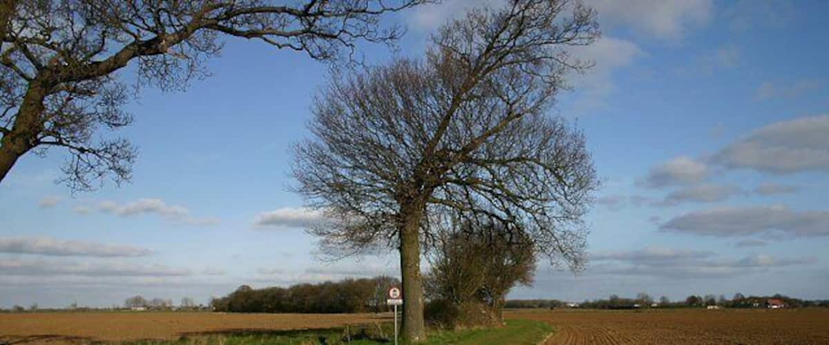 A rural landscape with a dirt path, a large leafless tree, and a plowed field.