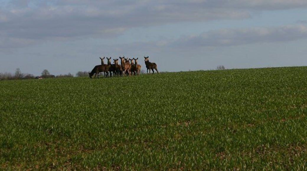 Curious deer About to flee, these deer stayed long enough for the photographer to walk 50 metres towards them across a field of winter wheat, close to Hill Farm, east of Gipping.