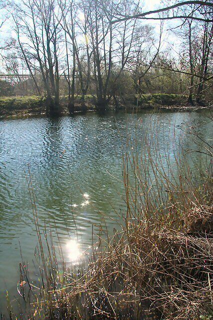 Sparkling River Gipping Looking downstream between Sharmford Lock and Great Blakenham.