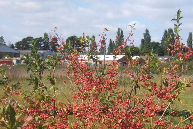 Trading estate across the fields Spindle tree with bright berries in the foreground.