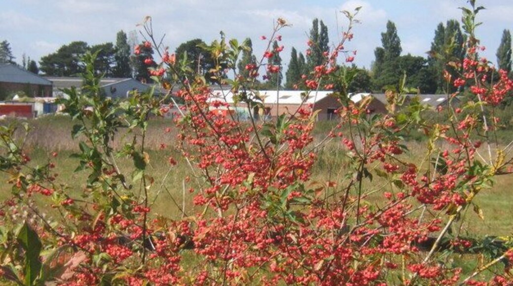 Trading estate across the fields Spindle tree with bright berries in the foreground.