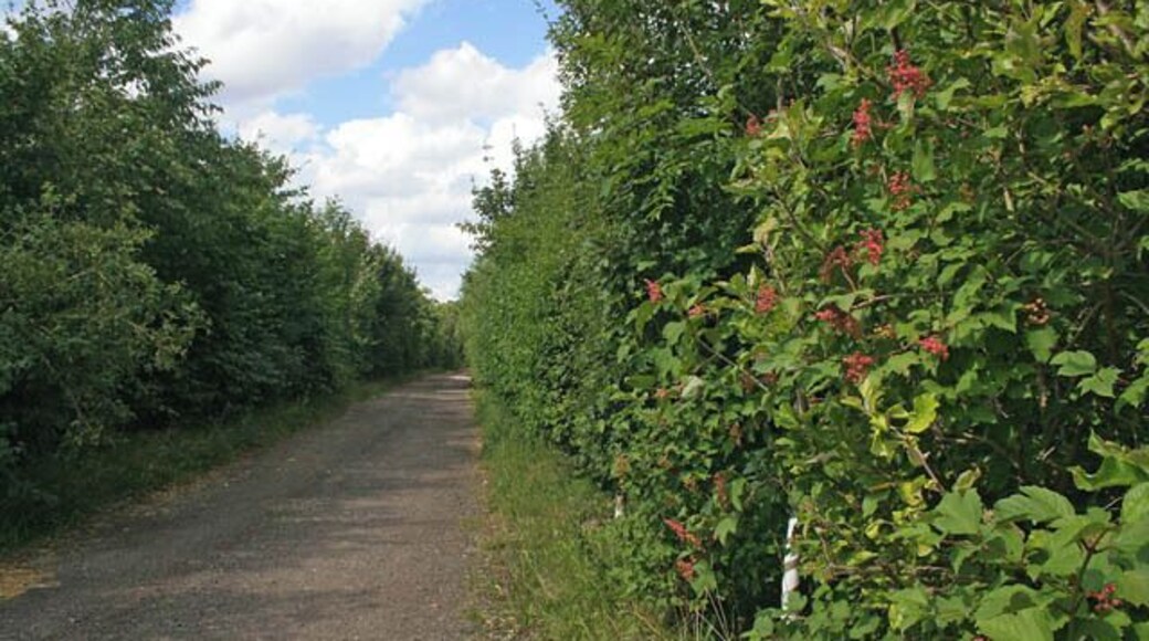 Stroxton Lane near Ponton Heath. New fenced off tree planting either side of this unmade-up road has blocked access to the public footpath from Hungerton to Great Ponton. Looking towards Stroxton (pronounced "Stroson")