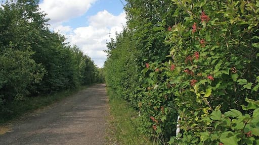 Stroxton Lane near Ponton Heath. New fenced off tree planting either side of this unmade-up road has blocked access to the public footpath from Hungerton to Great Ponton. Looking towards Stroxton (pronounced "Stroson")