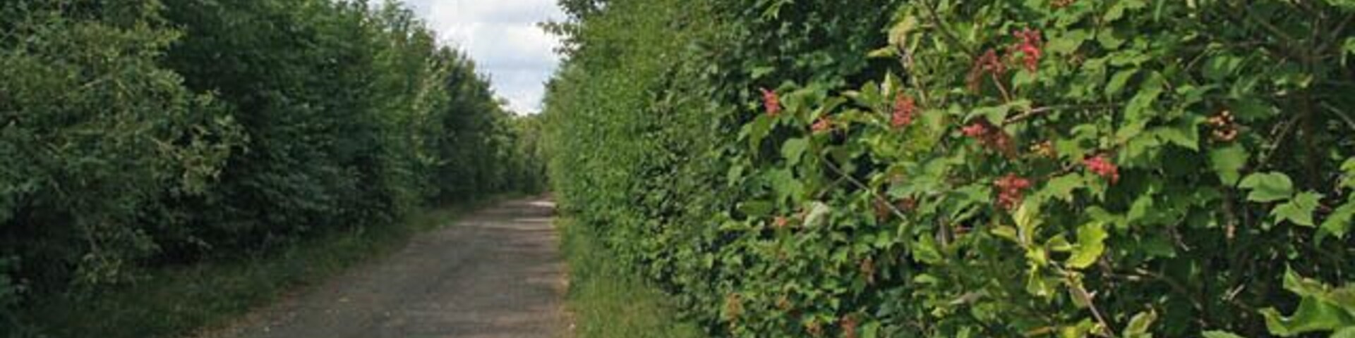 Stroxton Lane near Ponton Heath. New fenced off tree planting either side of this unmade-up road has blocked access to the public footpath from Hungerton to Great Ponton. Looking towards Stroxton (pronounced "Stroson")