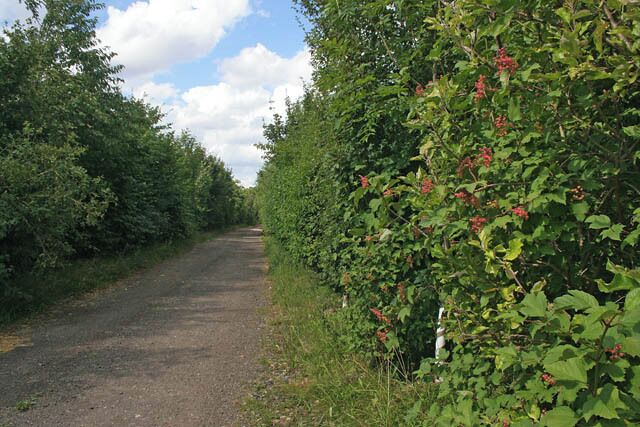 A gravel road flanked by dense green foliage and red berries.