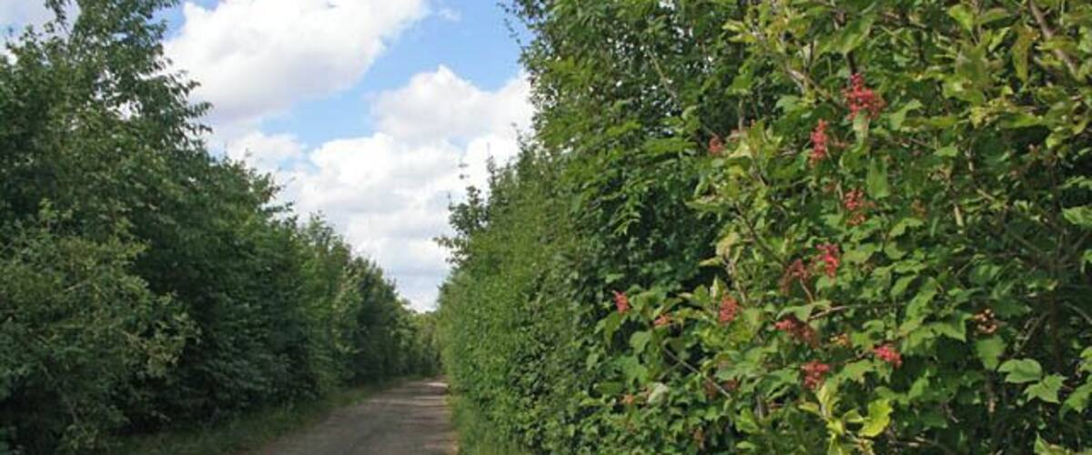 A gravel road flanked by dense green foliage and red berries.