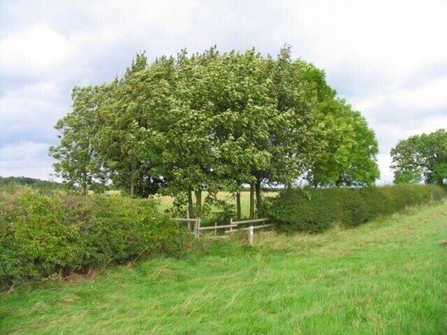 Group of trees by Heath Lane