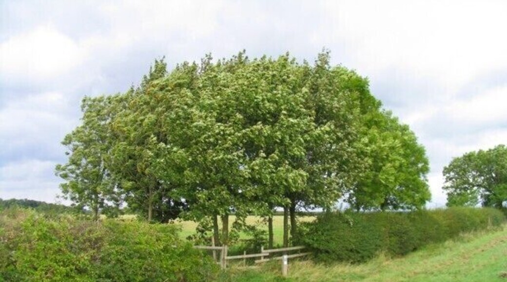 Group of trees by Heath Lane